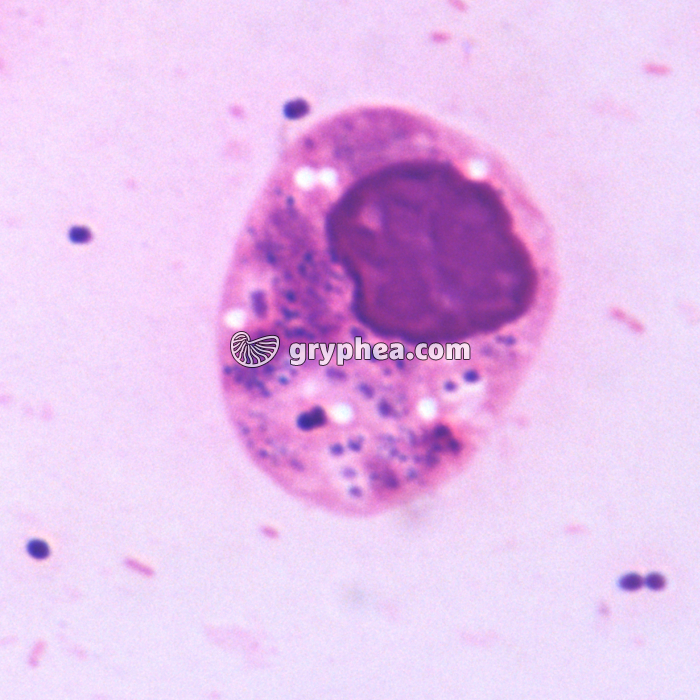 Phagocytose x1000 - gryphea.org